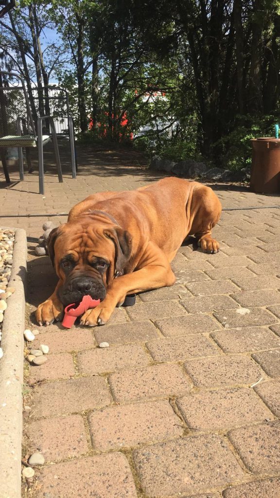 Hund liegend im Hof mit zerkautem Spielzeug
