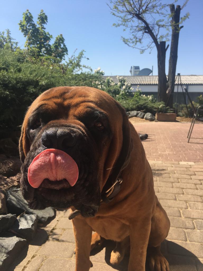 Cane Corso Hund streckt seine Zunge raus